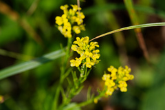 Barbarea vulgaris