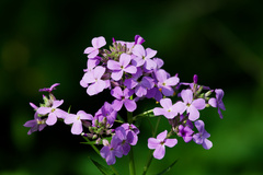 (c) Daughter Dad, some rights reserved (CC BY) Hesperis matronalis, photograph (c) Daughter Dad, some rights reserved (CC BY)