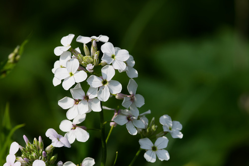 Hesperis matronalis, photograph 3
