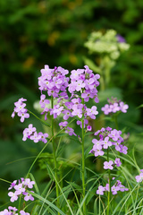 (c) Daughter Dad, some rights reserved (CC BY) Hesperis matronalis, photograph (c) Daughter Dad, some rights reserved (CC BY)