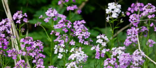 Hesperis matronalis, photograph 1