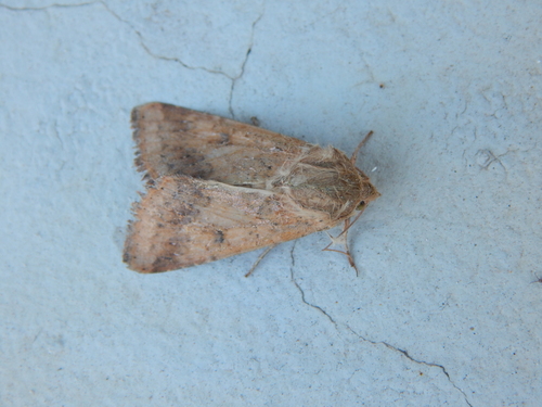 Cotton Bollworm Moth