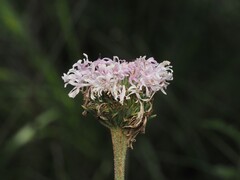 Marshallia graminifolia, photograph (c) carter, some rights reserved (CC BY)