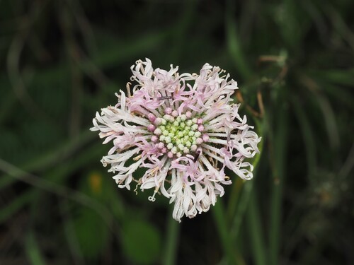 Marshallia graminifolia