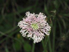 Marshallia graminifolia