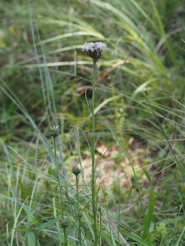 Marshallia graminifolia, photograph 2