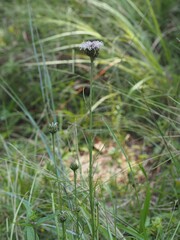 Marshallia graminifolia, photograph (c) carter, some rights reserved (CC BY)