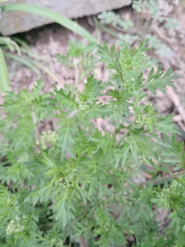 Lepidium didymum, photograph 2