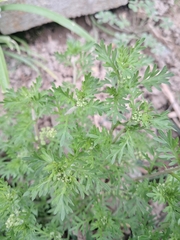 (c) Pluto Hooper, some rights reserved (CC BY) Lepidium didymum, photograph (c) Pluto Hooper, some rights reserved (CC BY)