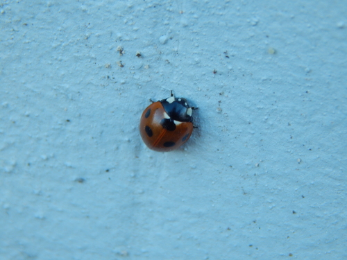 Seven-spotted Lady Beetle