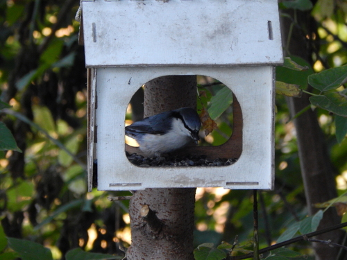Eurasian Nuthatch