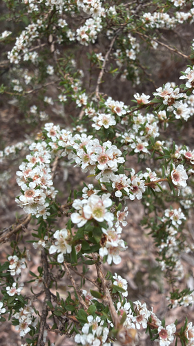 Taxandria parviceps