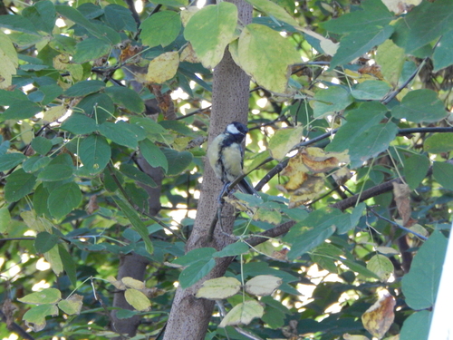 Great Tit