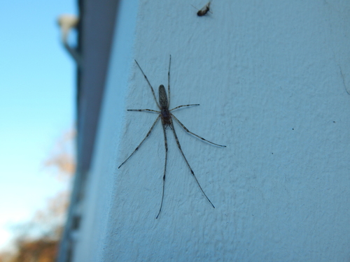 Tetragnatha dearmata