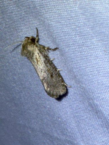 Clemens' Grass Tubeworm Moth