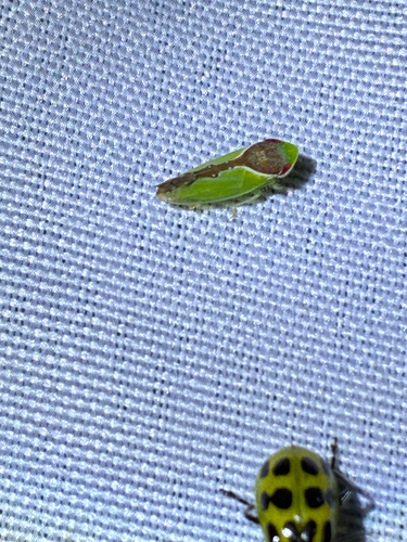 Pale-sided leafhopper