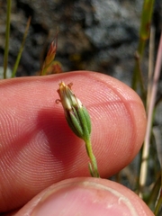 Rigiopappus leptocladus
