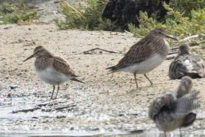 Pectoral Sandpiper