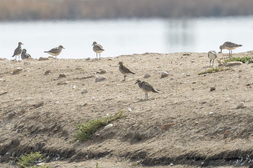 Black-bellied Plover