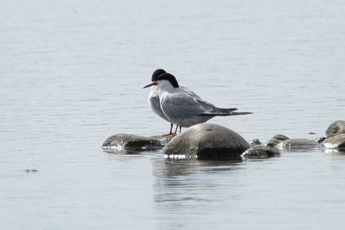 Common Tern
