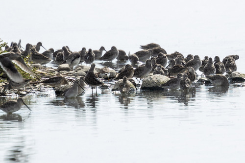 Long-billed Dowitcher