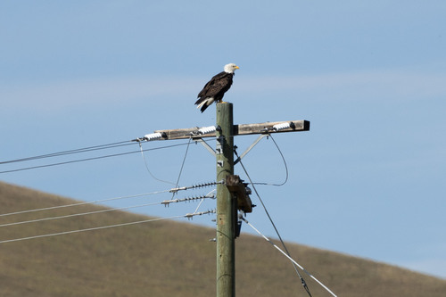 Bald Eagle