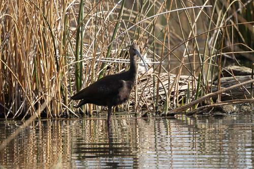 White-faced Ibis