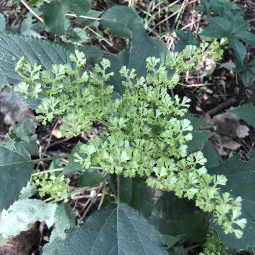 Laportea canadensis