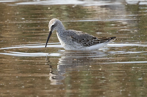 Stilt Sandpiper