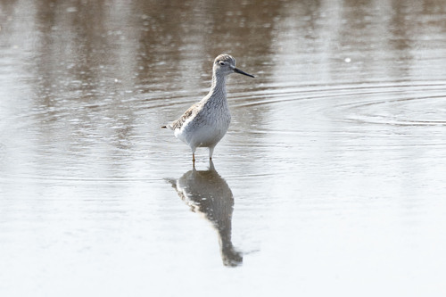 Lesser Yellowlegs