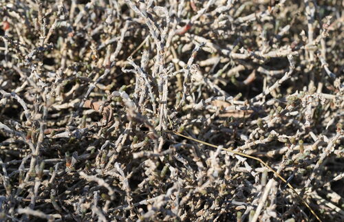 Salicornia quinqueflora, photograph 3