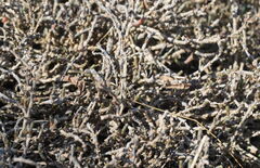 Salicornia quinqueflora, photograph (c) William Harland, some rights reserved (CC BY)