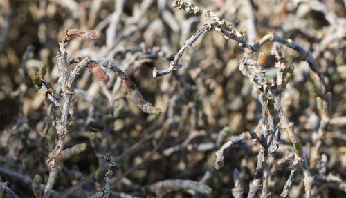 Salicornia quinqueflora, photograph 2