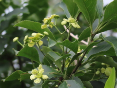 Euonymus carnosus