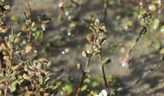 Samolus repens, photograph (c) William Harland, some rights reserved (CC BY)