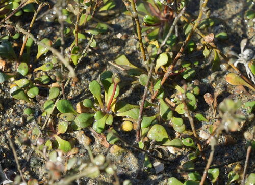 Samolus repens, photograph 3