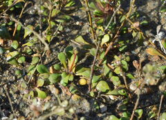 Samolus repens, photograph (c) William Harland, some rights reserved (CC BY)