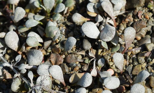 Samolus repens, photograph 2