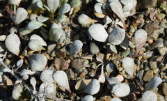 Samolus repens, photograph (c) William Harland, some rights reserved (CC BY)