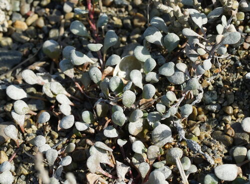 Samolus repens, photograph 1