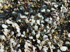 Samolus repens, photograph (c) William Harland, some rights reserved (CC BY)