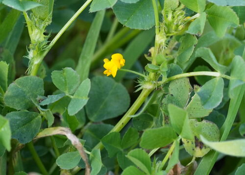 Medicago polymorpha, photograph 6