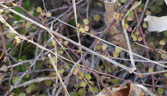 Muehlenbeckia complexa, photograph (c) William Harland, some rights reserved (CC BY)