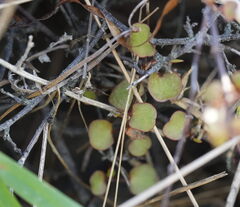 Muehlenbeckia complexa, photograph (c) William Harland, some rights reserved (CC BY)