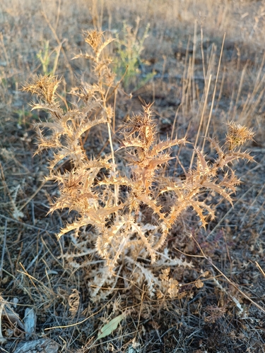 Carlina hispanica