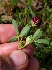 Trifolium gracilentum