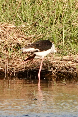 Black-winged Stilt