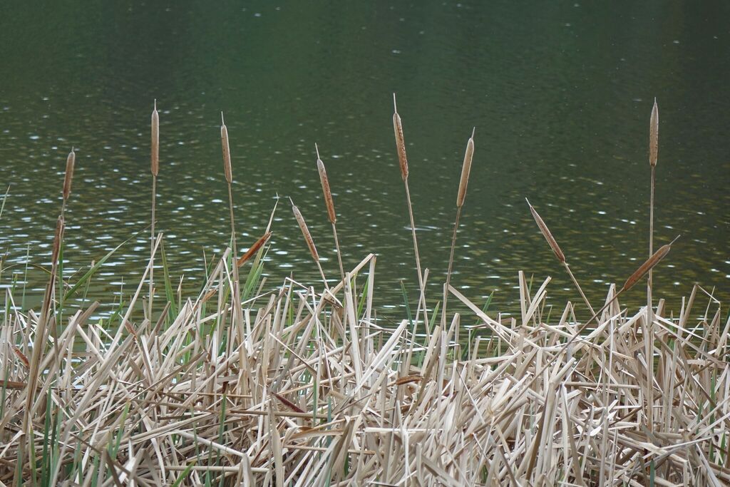 Typha orientalis; photograph (c) John Barkla, some rights reserved (CC BY)