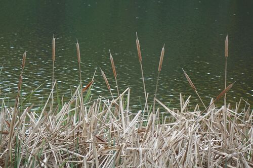 Typha orientalis