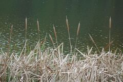 Typha orientalis